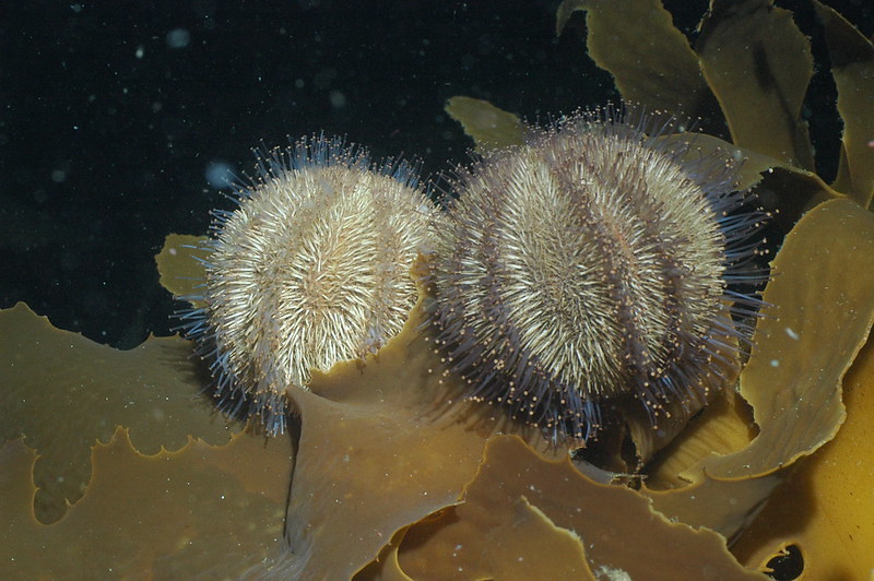Short-spine urchin