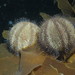 Holopneustes purpurascens - Photo 由 smithsonian_marinegeo 所上傳的 (c) smithsonian_marinegeo，保留部份權利CC BY-NC-SA