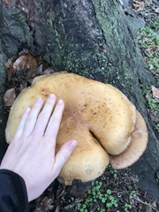 Cyclocybe parasitica
