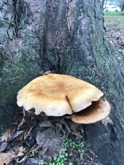 Cyclocybe parasitica