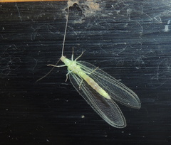 Chrysopidia ciliata