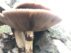 Cyclocybe parasitica