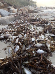 Arotrolepis filicauda