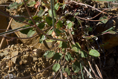 Eriogonum nudum westonii
