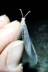 Neuroleon ochreatus