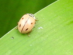 Mulsantina mexicana