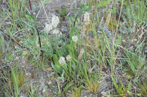 Image of Plantago canescens by (c) Syd Cannings, some rights reserved (CC BY)