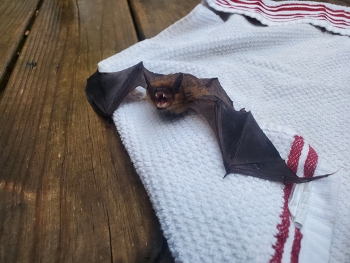 Big Brown Bat photographed in South Carolina