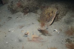 Urolophus cruciatus