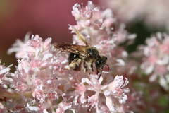 Andrena pruni