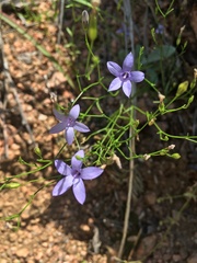 Campanula reverchonii