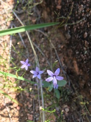 Campanula reverchonii