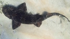 Orectolobus halei