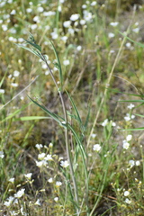Bupleurum americanum