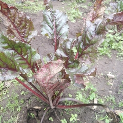 Beta vulgaris vulgaris