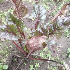 Beta vulgaris vulgaris