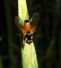 Huttonobesseria verecunda