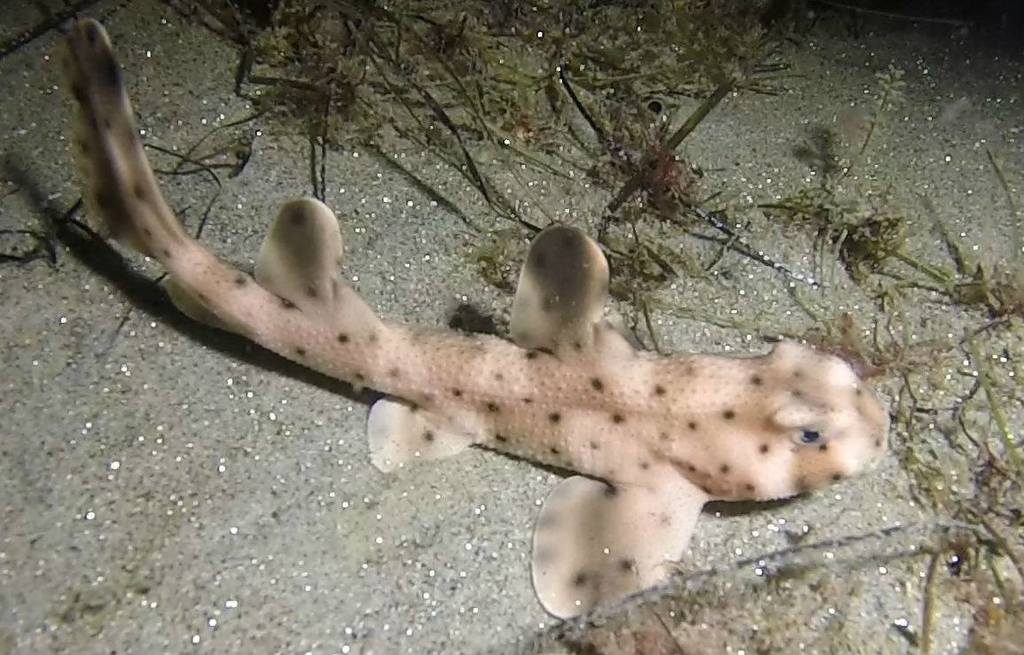 Horn Shark