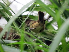 Sporophila nigricollis