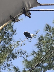 Pelecanus occidentalis