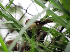 Sporophila nigricollis