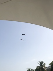 Pelecanus occidentalis