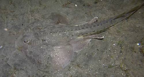 Thornback Guitarfish, photo 6 of 10