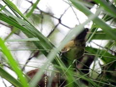 Sporophila nigricollis