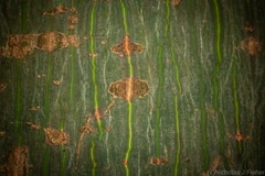 Brachychiton acerifolius