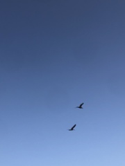 Pelecanus occidentalis