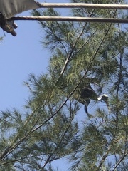 Pelecanus occidentalis