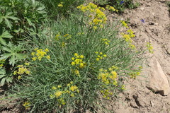 Lomatium triternatum triternatum