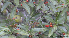 Coprosma rhynchocarpa