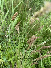 Carex laevissima