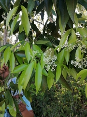 Damburneya salicifolia