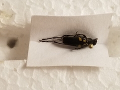 Typocerus lunulatus