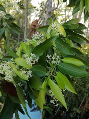 Damburneya salicifolia