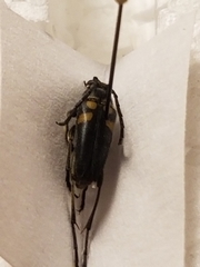 Typocerus lunulatus