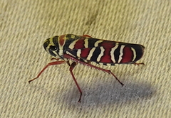Agrosoma bispinella