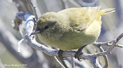 Chlorodrepanis virens