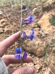Penstemon leiophyllus