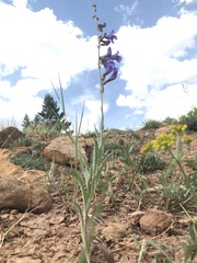 Penstemon leiophyllus