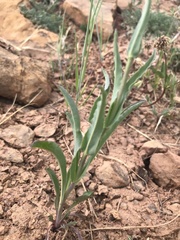 Penstemon leiophyllus