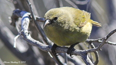 Chlorodrepanis virens