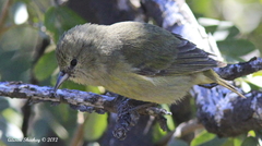 Chlorodrepanis virens