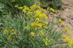 Lomatium triternatum triternatum