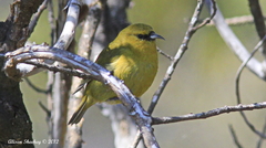 Chlorodrepanis virens