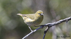 Chlorodrepanis virens