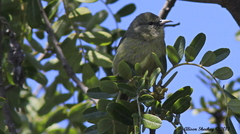 Chlorodrepanis virens