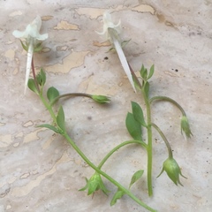 Linaria reflexa